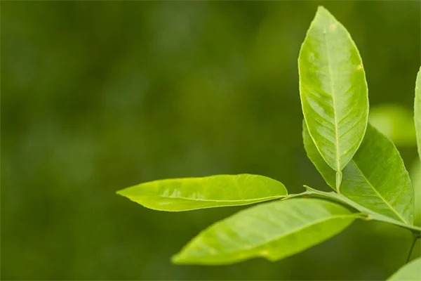 植物の開花時期はどう決まる？光と寒さを感知する驚きの仕組み
