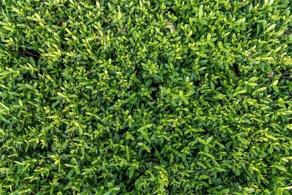 土を耕さずに夏の土壌をリフレッシュ！たった3ステップの簡単土壌改良法
