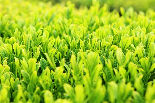 室内野菜栽培を成功させる10のコツ