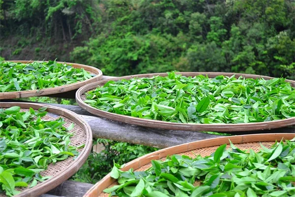 アイリスの球根を植えるベストな時期は？春植えは絶対ダメ？