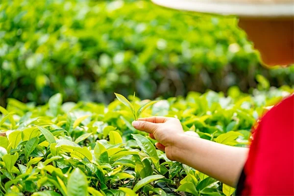 鉢植えの木の冬越しを成功させる実践的なコツと注意点
